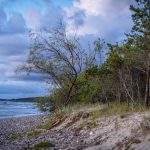 Fás szárú növények jellemzői: Milyen jelek segítenek a helyes gondozásban és ültetésben?