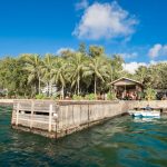 Korallbogyó a lakásban: hogyan hozd ki a legtöbbet a kis bogyós növény különleges leveleiből?