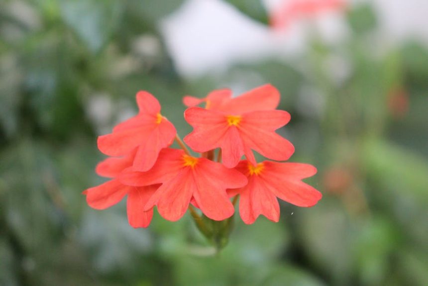 Hogyan vált a Krosszandra a déli erkély titkos kedvencévé: tapasztalataim lépésről lépésre a gondozásban és szaporításban