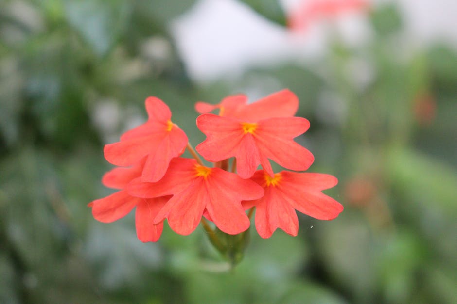 Hogyan vált a Krosszandra a déli erkély titkos kedvencévé: tapasztalataim lépésről lépésre a gondozásban és szaporításban