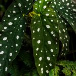 Hogyan ne hagyd cserben a pöttyös begóniádat? – Egy kezdő növényanyuka kalandjai az ültetés, gondozás és szaporítás rejtelmeiben