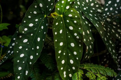 Hogyan ne hagyd cserben a pöttyös begóniádat? – Egy kezdő növényanyuka kalandjai az ültetés, gondozás és szaporítás rejtelmeiben