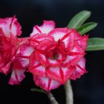 Adenium újraértelmezve: friss kutatási eredmények a sivatagi rózsa fenntartható gondozásában és sokszorosításában