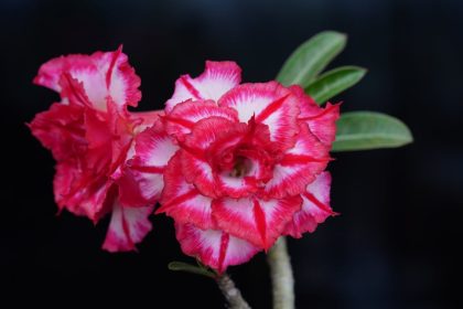 Adenium újraértelmezve: friss kutatási eredmények a sivatagi rózsa fenntartható gondozásában és sokszorosításában