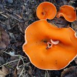 7 nyugodt igazság és egy csipetnyi humor a savanyú talajról, amit a kerted is megköszön majd, barátom