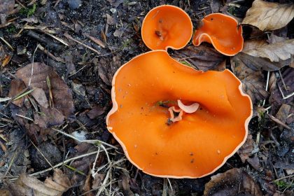 7 nyugodt igazság és egy csipetnyi humor a savanyú talajról, amit a kerted is megköszön majd, barátom