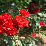 Amikor a Nap perzsel: 10 kertészeti lépés, amitől a nyári forróság nem tör meg egyetlen hajtást sem!