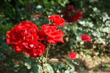 Amikor a Nap perzsel: 10 kertészeti lépés, amitől a nyári forróság nem tör meg egyetlen hajtást sem!