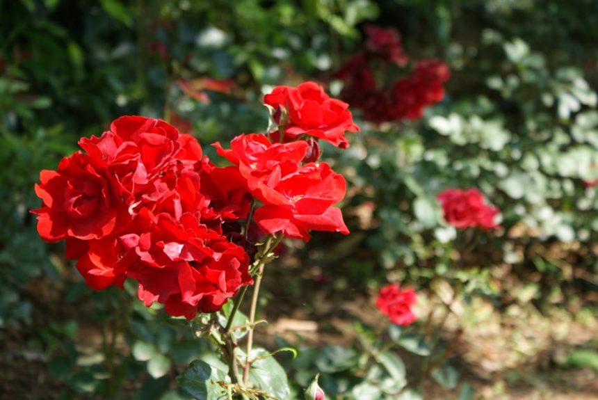 Amikor a Nap perzsel: 10 kertészeti lépés, amitől a nyári forróság nem tör meg egyetlen hajtást sem!