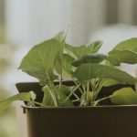 Hogyan varázsolj zöld oázist a kertedbe – és közben a bolygónak is kedveskedj?