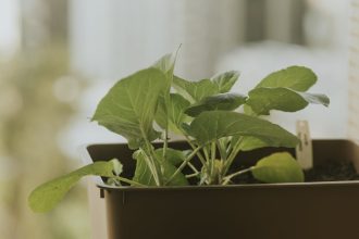 Hogyan varázsolj zöld oázist a kertedbe – és közben a bolygónak is kedveskedj?