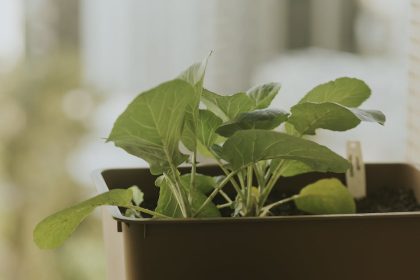 Hogyan varázsolj zöld oázist a kertedbe – és közben a bolygónak is kedveskedj?