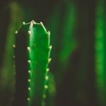 Hogyan varázsolj otthonodba napsütést: egy szingli növényrajongó kalandjai a szemölcskaktusszal