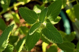 Benedekfű újraértelmezve: Tudományos alapú lépések a Cnicus benedictus hatékony termesztéséhez és szaporításához
