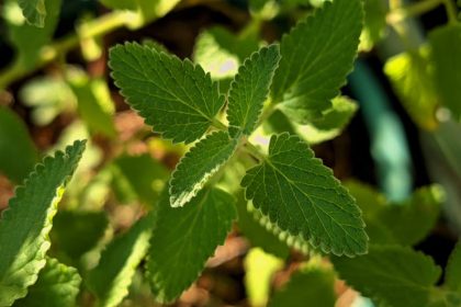 Benedekfű újraértelmezve: Tudományos alapú lépések a Cnicus benedictus hatékony termesztéséhez és szaporításához