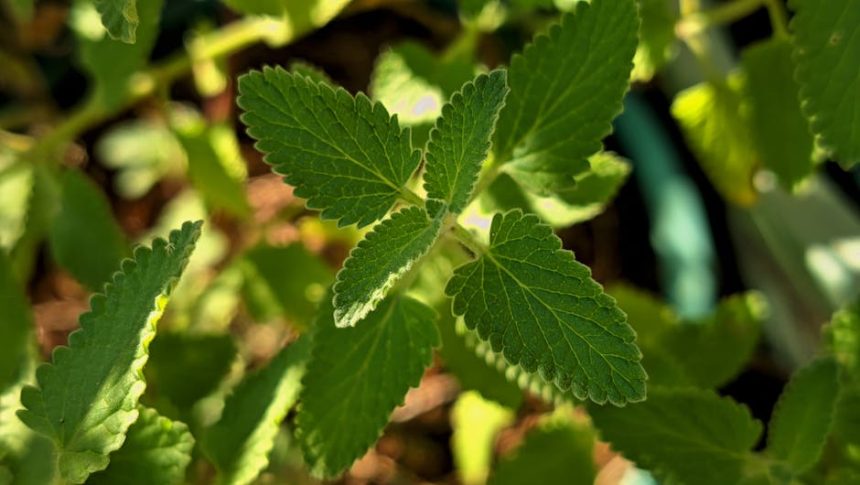 Amikor a kerti talaj életre kel: így táplálja a természet a növényeidet csendben, amit alig veszel észre