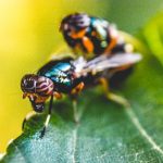 Amikor a legyekkel vívott harc kárára válik a kert: miért kerülendő a túlzott permetezés és hogyan teremthetünk egyensúlyt?
