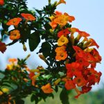 Trombitavirág kalandok: Miért fulladnak meg az álmok a túlöntözésben, és hogyan hozd helyre a vízháztartást?