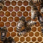 8 Növény, Amivel Hatékonyan Csökkentheted a Darazsak Számát a Kertedben – Lépésről Lépésre Útmutató