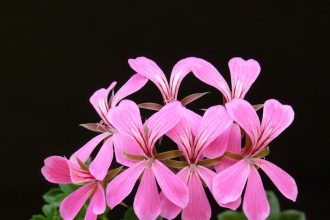 Fodros gólyaorr a kertedben: Hogyan varázsolj belőle életerős, dús színpompát lépésről lépésre?