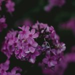 Hogyan forradalmasítja a modern kutatás a pázsitviola gondozását? Új stratégiák az Aubrieta egészséges növekedéséért