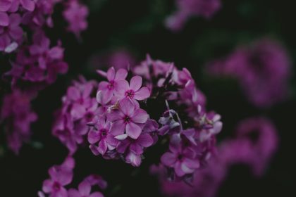 Hogyan forradalmasítja a modern kutatás a pázsitviola gondozását? Új stratégiák az Aubrieta egészséges növekedéséért