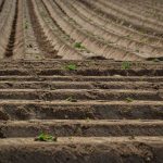 Tényleg csak tavasszal kezdheted a burgonyaültetést, vagy van ennél rugalmasabb megoldás?