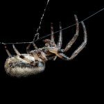 Hé, te kis kertmágus – engedd be a hangyák és pillangók varázslatos csapatát a zöld birodalmadba!