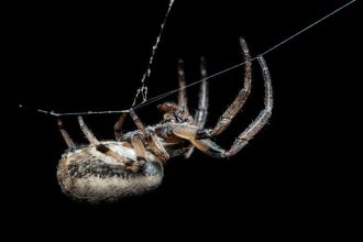 Hé, te kis kertmágus – engedd be a hangyák és pillangók varázslatos csapatát a zöld birodalmadba!