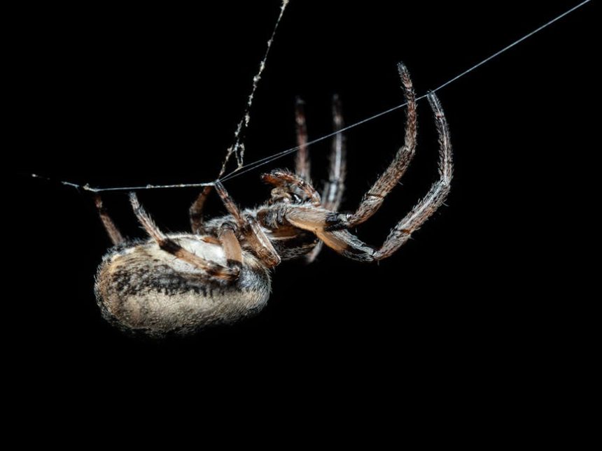 Hé, te kis kertmágus – engedd be a hangyák és pillangók varázslatos csapatát a zöld birodalmadba!