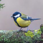 Aranyeső árnyékában: Gyors megoldások a lombhullás és levélfoltosság kezelésére a kertben