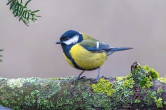 Aranyeső árnyékában: Gyors megoldások a lombhullás és levélfoltosság kezelésére a kertben