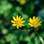 Salátaboglárka: Színpompás kert, minimális törődéssel