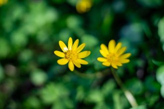 Salátaboglárka: Színpompás kert, minimális törődéssel
