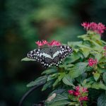 Az Egyiptomi csillagcsokor ritmusa a kertben: megfontolt ültetés, gondos ápolás és a betegségek nyugodt kezelése