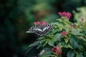 Az Egyiptomi csillagcsokor ritmusa a kertben: megfontolt ültetés, gondos ápolás és a betegségek nyugodt kezelése