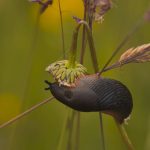 Csigariasztó zöldségsorok: növények, amelyek nemcsak védenek, de talajéletet is serkentenek a kertben