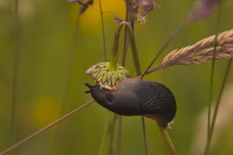 Csigariasztó zöldségsorok: növények, amelyek nemcsak védenek, de talajéletet is serkentenek a kertben