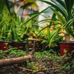 Levelek titkos nyelvén: Milyen jelekből olvashatod ki, hogy a növényed segítségre szorul?