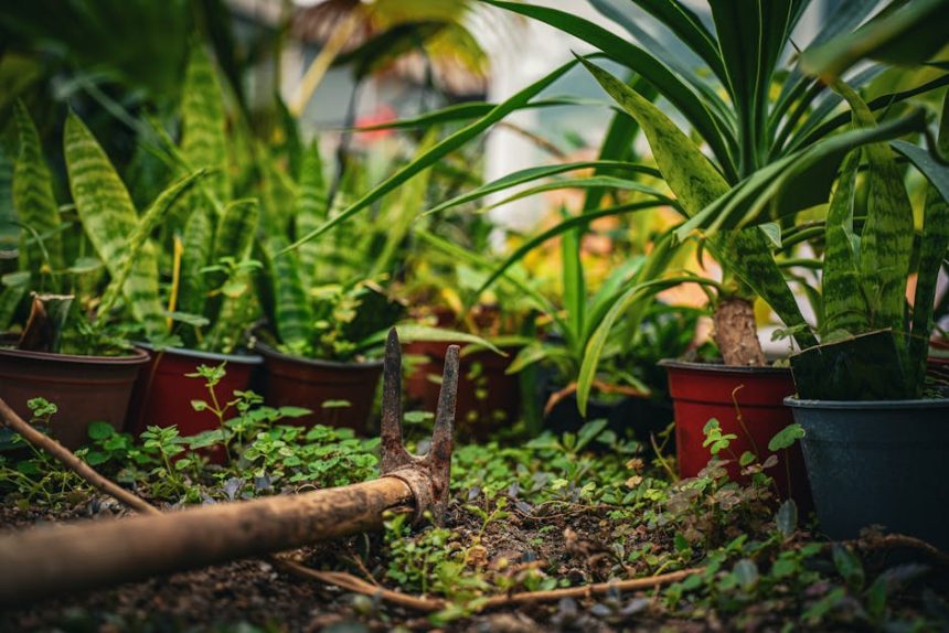 Levelek titkos nyelvén: Milyen jelekből olvashatod ki, hogy a növényed segítségre szorul?