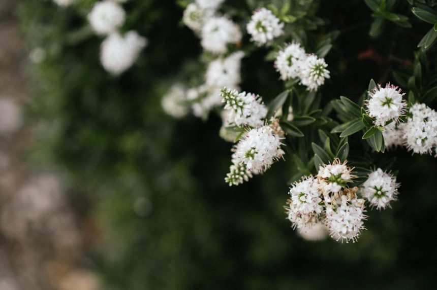 Tavaszi ébresztő a kertben: Hogyan ébreszd fel a föld alvó lakóit lépésről lépésre