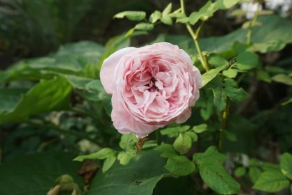 Császárfa kalandok: Hogyan ne hagyd, hogy a királyi fa szeszélyei kifogjanak rajtad?