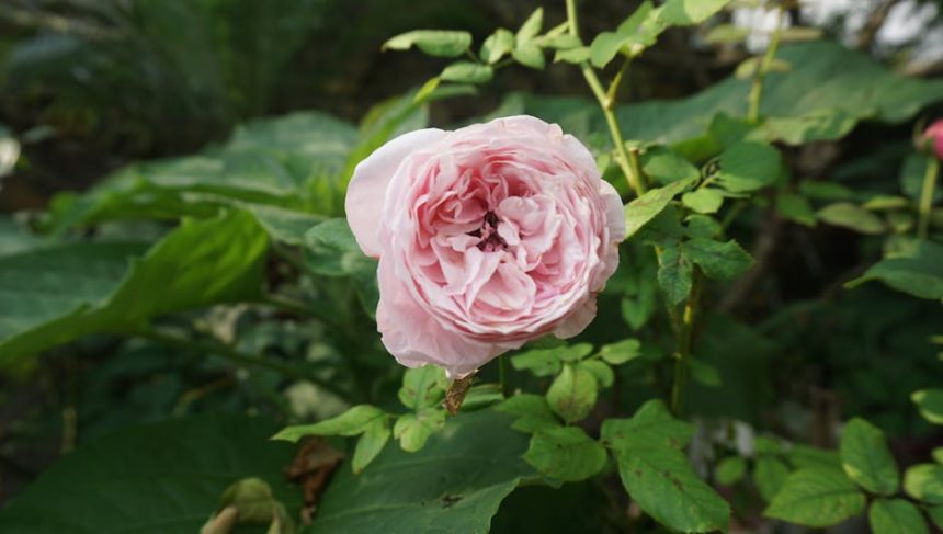 Császárfa kalandok: Hogyan ne hagyd, hogy a királyi fa szeszélyei kifogjanak rajtad?