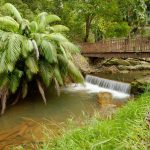 Hogyan szelídítsd meg a Csavarpálmád? Gyors megoldások a zöld örökmozgó ültetéséhez és egészségéért!