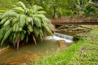 Hogyan szelídítsd meg a Csavarpálmád? Gyors megoldások a zöld örökmozgó ültetéséhez és egészségéért!