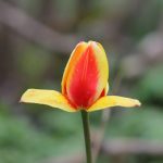 Miért pusztítja el a túl sok eső a kertedet, és hogyan előzheted meg a leggyakoribb menthetetlen hibát?