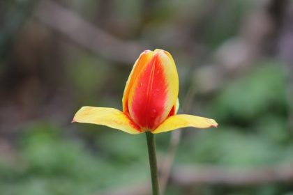 Miért pusztítja el a túl sok eső a kertedet, és hogyan előzheted meg a leggyakoribb menthetetlen hibát?