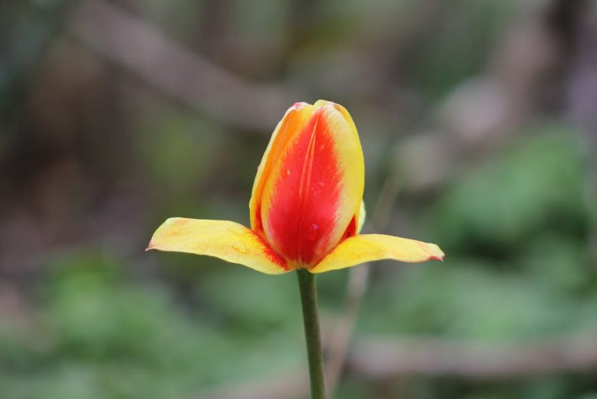 Miért pusztítja el a túl sok eső a kertedet, és hogyan előzheted meg a leggyakoribb menthetetlen hibát?