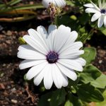 Mélyebb gyökerek, erősebb növények: hogyan segíti a talajélet a kert stressztűrését