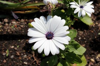Mélyebb gyökerek, erősebb növények: hogyan segíti a talajélet a kert stressztűrését